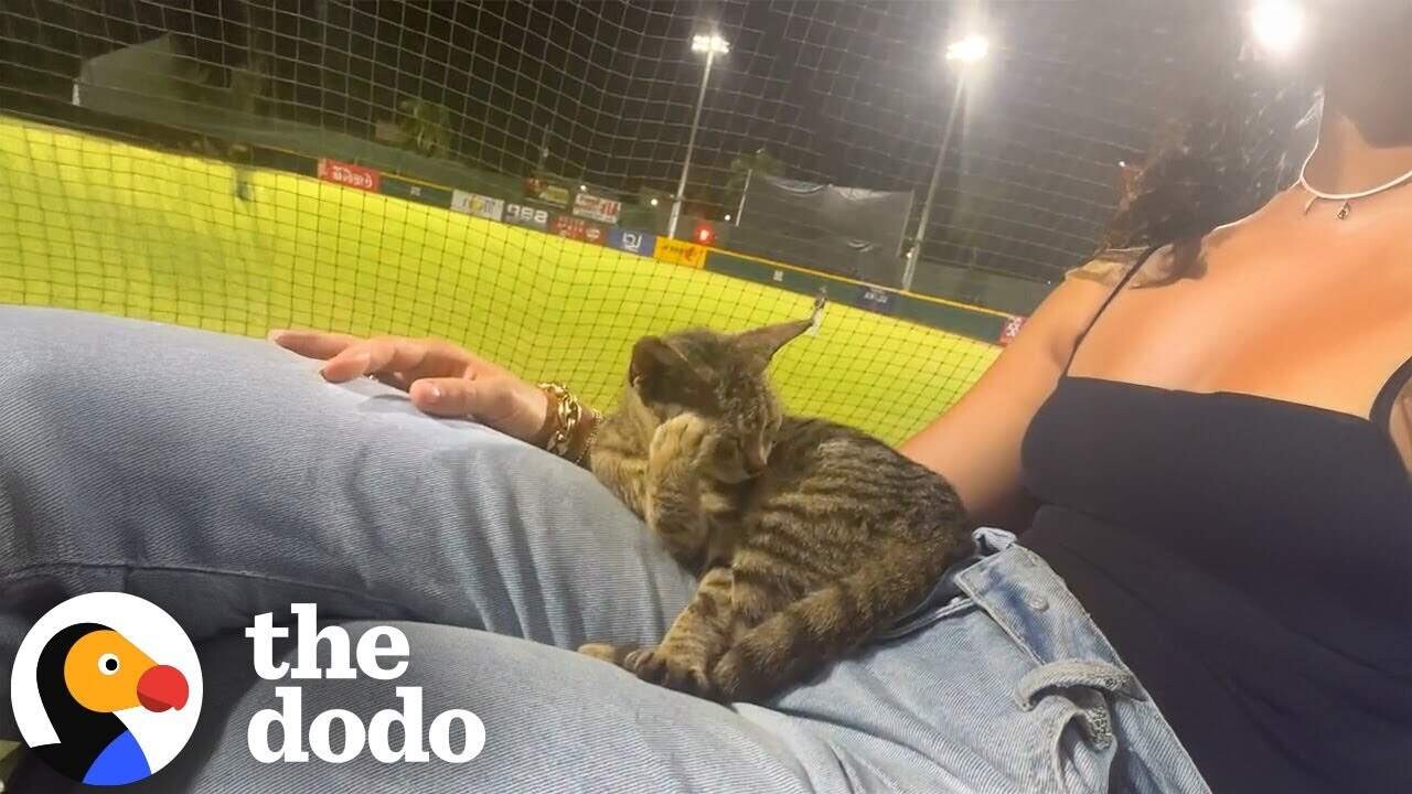 Stray Cat Jumps Into Woman's Lap During Baseball Game