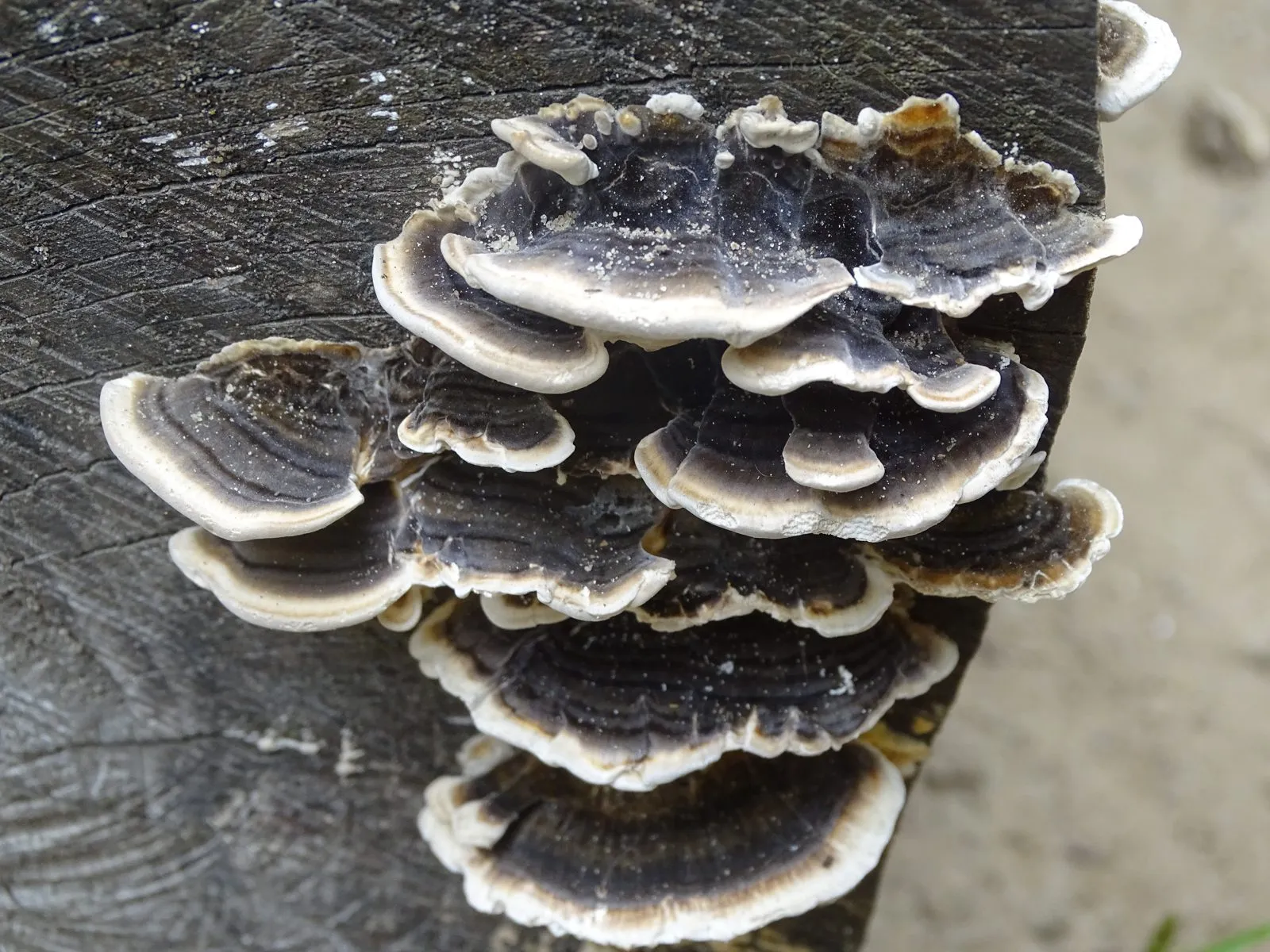 Paddenstoelen kijken in de herfst: kijken, niet plukken