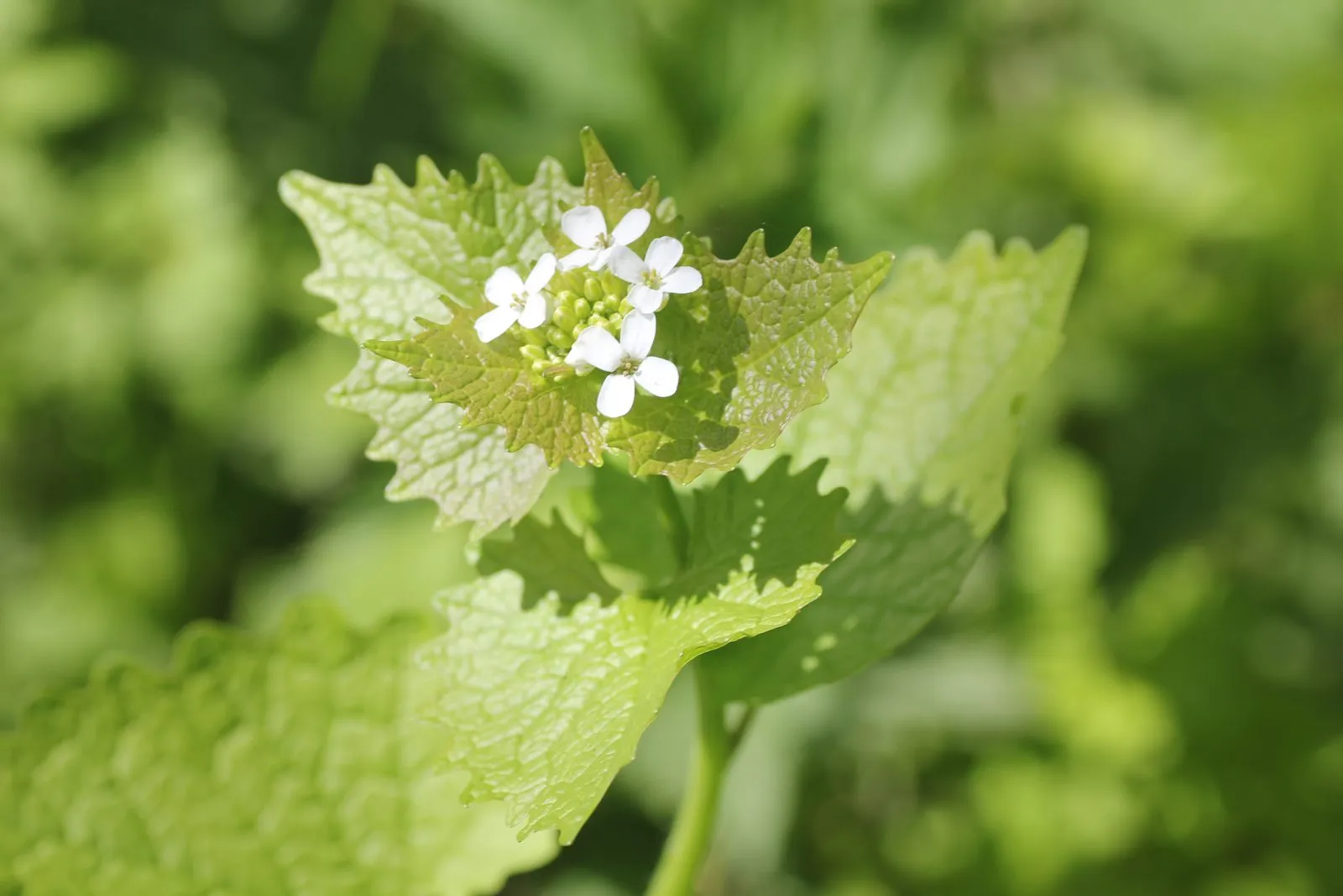 Wilde planten in de berm: een kleine wereld langs de weg
