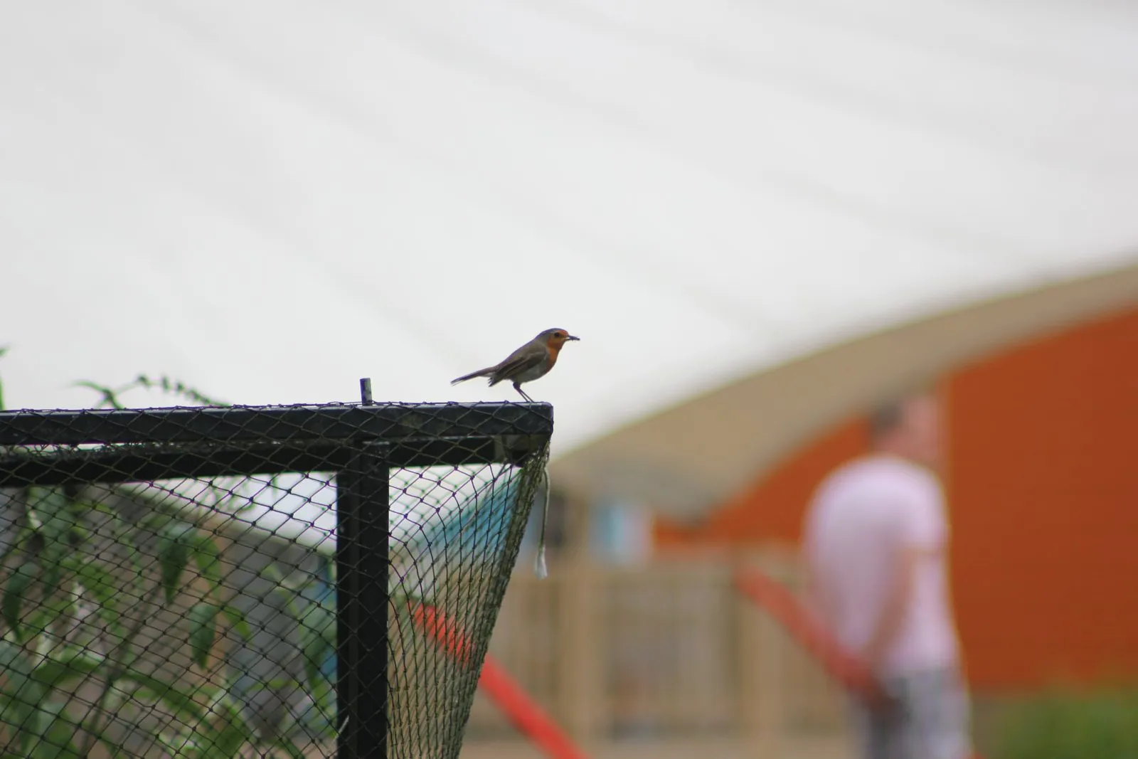 Vroeg op pad: vogels herkennen aan hun zang